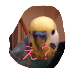 [LINEスタンプ] アランとクーちゃん