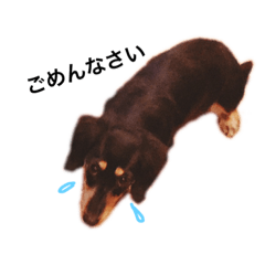 [LINEスタンプ] 我が家の愛犬ポテトちゃん