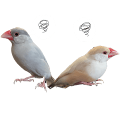 [LINEスタンプ] 可愛い文鳥とフクロモモンガ達 