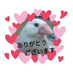 [LINEスタンプ] 大吉ちゃん～スタンプ～
