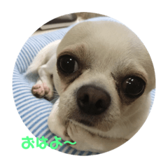 [LINEスタンプ] ましろくんからのスタンプ 