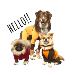 [LINEスタンプ] 様々な犬種の文字入りスタンプ fetchpriority=high