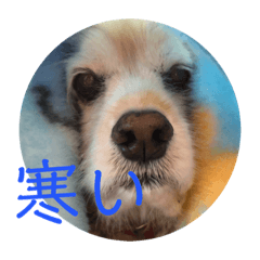 [LINEスタンプ] ほぼ無表情のいぬ 