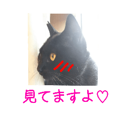 [LINEスタンプ] シロクロ猫部・敬語その2