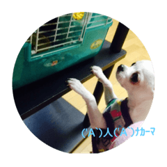 [LINEスタンプ] ましろくんスタンプ② 