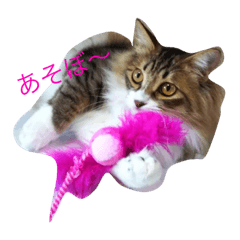 [LINEスタンプ] にゃんこたち！ 