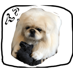 [LINEスタンプ] こうしがーるずが作ったスタンプ 
