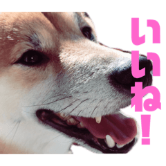 [LINEスタンプ] 柴犬 なっぺ ～日常会話～