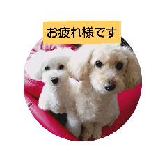 [LINEスタンプ] トイプードルぱるぴの(敬語)