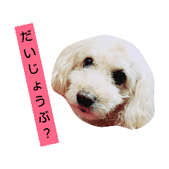 [LINEスタンプ] トイプードルぱるぴの③
