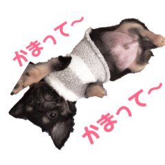 [LINEスタンプ] 定ちゃん
