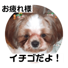 [LINEスタンプ] イチゴのスタンプ②