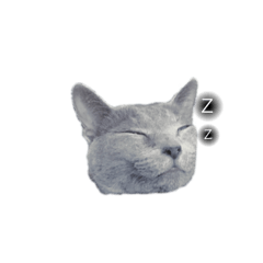 [LINEスタンプ] 愛猫ソレちゃんのスタンプ 