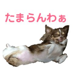 [LINEスタンプ] ツンデレラ♡フラッフィー