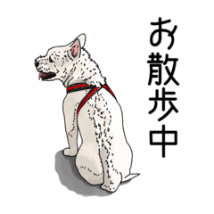 [LINEスタンプ] 愛犬ソラのスタンプ第2弾