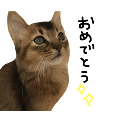 [LINEスタンプ] かわいすぎるにゃんこ。