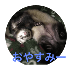 [LINEスタンプ] イタチスタンプ 