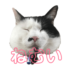 [LINEスタンプ] ごーちくもーちゃん