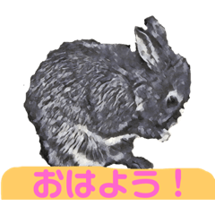 [LINEスタンプ] はまのうさぎ1