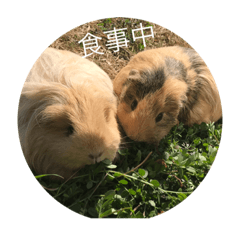 [LINEスタンプ] Caviidae2