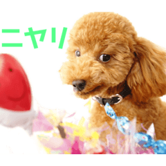 [LINEスタンプ] トイプードルのレオくんの日常