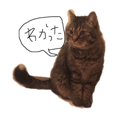 [LINEスタンプ] 伊藤家のねこ①