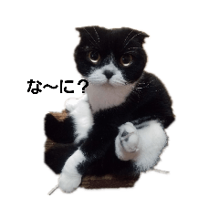 [LINEスタンプ] うちの猫3兄弟