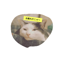 [LINEスタンプ] 猫の生活 日本