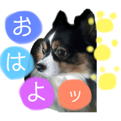 [LINEスタンプ] マロ君の日常