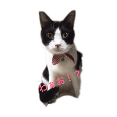 [LINEスタンプ] あたしゃたち