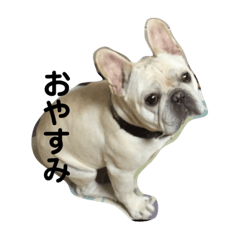 [LINEスタンプ] フレンチブルドッグのパンです