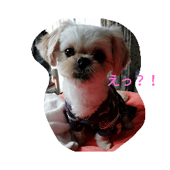 [LINEスタンプ] ペキプーのあごたん