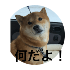 [LINEスタンプ] ほのぼの元気くん②