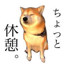 [LINEスタンプ] 柴犬こぶし