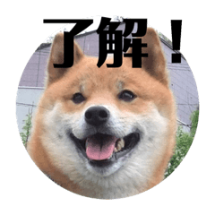 [LINEスタンプ] ほのぼの元気くん③