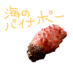 [LINEスタンプ] ホヤ、ナマコ、アワビ 海産物スタンプ