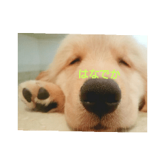 [LINEスタンプ] ゴールデンレトリバーのごーすけ～幼犬期～