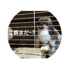 [LINEスタンプ] ロップの日常