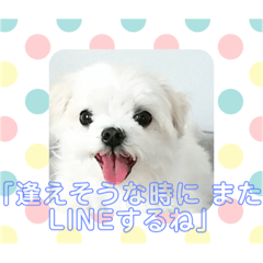 [LINEスタンプ] まるたる はなマルチーズ②