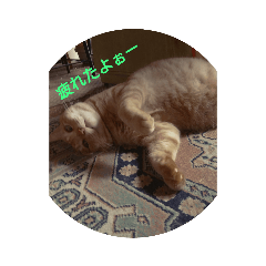 [LINEスタンプ] にゃんこハン