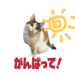 [LINEスタンプ] 猫のシエルとシュビィのスタンプ 