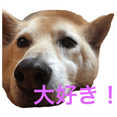 いぬの挨拶スタンプ！