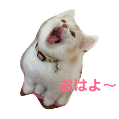 [LINEスタンプ] にゃん生活