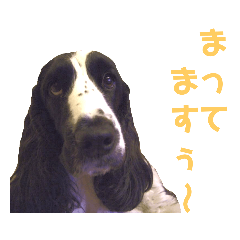 [LINEスタンプ] びすこだよ全員集合！