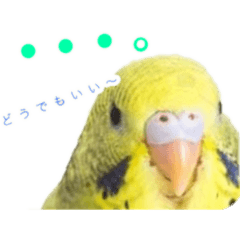 [LINEスタンプ] 見かけによらず毒舌偉そうインコちゃん 