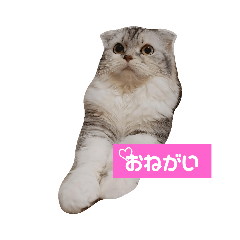 [LINEスタンプ] gigi's happy days