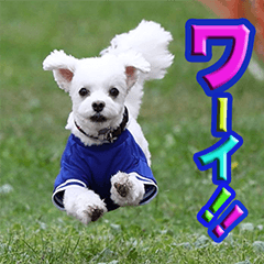[LINEスタンプ] マルチーズのマルです。