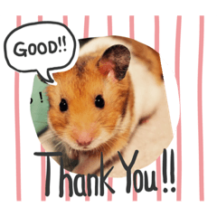 [LINEスタンプ] ゴールデンたまちゃん