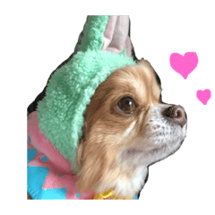 [LINEスタンプ] 愛犬レオくんのスタンプ