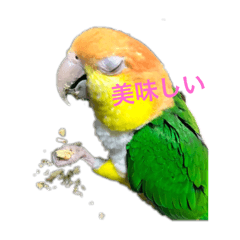 [LINEスタンプ] インコスタンプ ピーチ＆パピコ